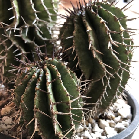 euphorbia    horrida《4分頭ホリダ》再入荷お知らせ通知分