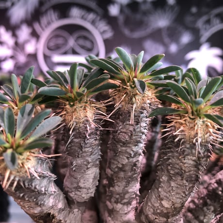 euphorbia  guillauminiana《L size》※現地球発根済株※細枝多数のwildさ繊細さ＆美しさの二面性持つ現地球株らしさ全開株※mad black pot植え