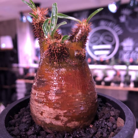 pachypodium  gracilius《大きめS size》極赤肌＆良樹形※現地球発根済株※店主国内管理2年株※樹形は可愛く＆エグいほどwildな極赤肌な良樹形※mad black pot植え