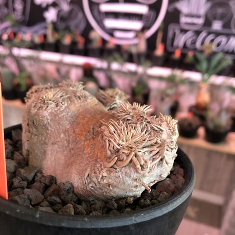 packypodium  brevicaule  恵比寿笑い《大きめS  size》※1箇所だけ離れ小島を持つ特化した樹形が堪らなく可愛い一株※mad black pot植え