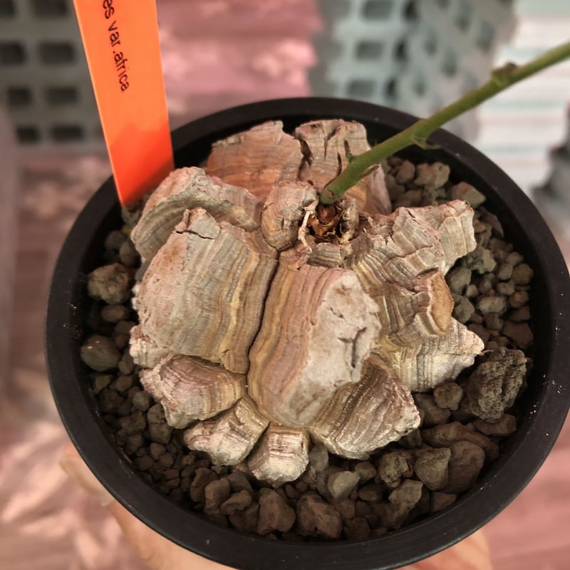 No.633 Dioscorea elephantipes アフリカ亀甲竜　実生 アフリカ亀甲竜 Dioscorea elephantipes