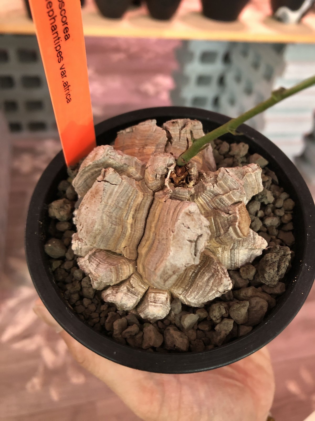 No.636 Dioscorea elephantipes アフリカ亀甲竜　実生 休眠しない【実生亀甲竜】（Dioscorea elephantipes）。紅葉した