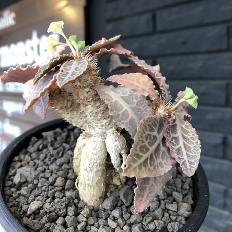 euphorbia francoisii var.crassiccaulis redreef《 M size》※現地球発根後店主国内管理3年株※赤葉&白肌堪らない※mad black pot植え