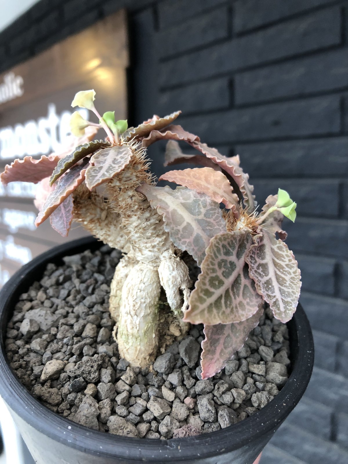 イ4473 「多肉植物】ユーフォルビア クレメルシー【斑入り・発