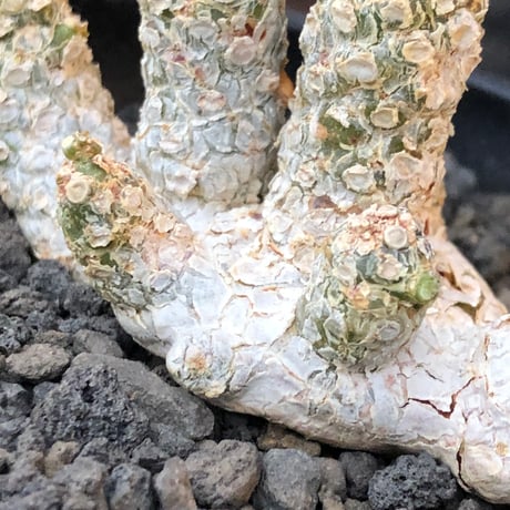 dorstenia  horwoodii《LL size》※現地球株発根済※古き良き味深い極白肌&低重心ぷっくり株元も堪らない渾身の一株‼︎※black bowl pot植え