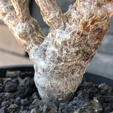 senna  meridionalis《大きめM size》※現地球株発根済※枝振りバランスも最高な一株となり幹のボコボコも強きオススメな一株‼︎※mad black pot植え