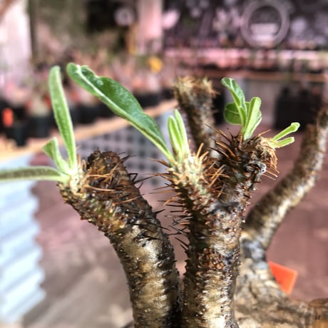 packypodium  gracilius《大きめL size》ぼってり樹形+現地焼け※現地球発根済株※店主国内管理2年株※荒め肌質のbigぼってり株※mad black bowl pot植え