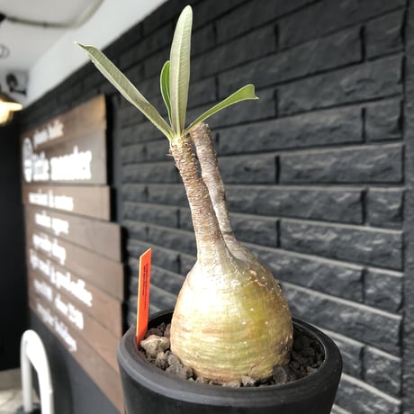 pachypodium gracilius《大きめS size》希少yellow肌※現地球発根後店主国内管理3年株※ぼってり樹形に特化したカラーが可愛い装い※mad black pot植え