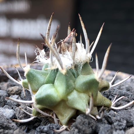 turbinicarpus 白棘昇竜丸《S size》※現地球株カキ仔（斑入り）※激希少‼︎流通なき白棘昇竜丸の斑入り株のため鬼熱となりイキリ立った刀のような白棘と開花時も堪らない一株※信楽焼植え