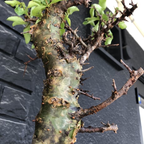 commiphora eminii《大きめLL size》※現地球発根後店主国内管理4年株※幹枝共太く‼︎大きくwildな全貌‼︎棘感&枝振り堪らない佇まい※mad black bowl pot植え