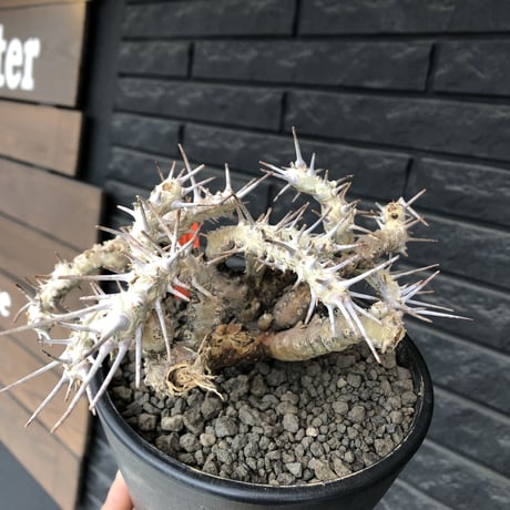 sarcocaulon crassicaule《大きめL size》※現地球発根済株※店主国内管理4年株※ヤバい枝振り鋭く赤味ある強刺に縮れ葉＆白花なwild株※mad black pot植え