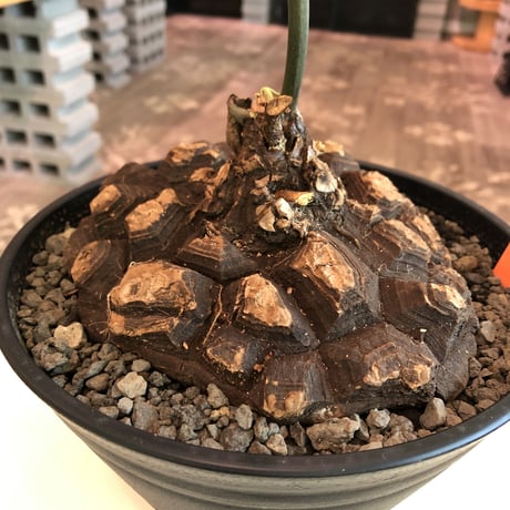 dioscorea  macrostachya メキシコ亀甲竜《L L size》※現地球らしい激しく切れ目強き立体樹形がwild且つbigサイズな夏型メキシコ亀さん※浅鉢植え※夏型種