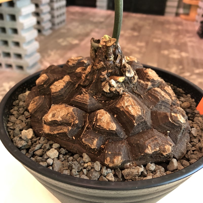 OZWRT Spirit of Dioscorea 亀甲竜 はせがわナーセリー×OZWRT 亀甲竜 フィギュア - メルカリ