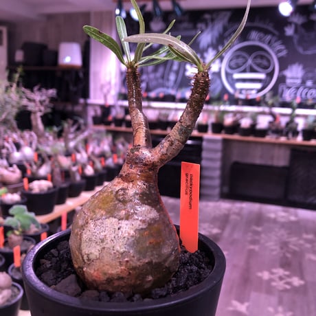 pachypodium  gracilius《大きめS size》球体樹形※現地球発根済株※店主国内管理2年株※特化した表皮柄＆株元まん丸樹形なかわいいグラキ※mad black pot植え