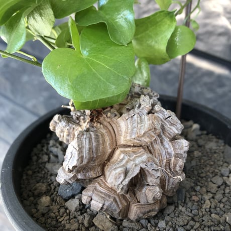 dioscorea elephantipes アフリカ亀甲竜《小さめM size》※現地球発根後店主国内管理3年株※compactながら堀が深くゴツゴツ感強き一株※mad black pot植え