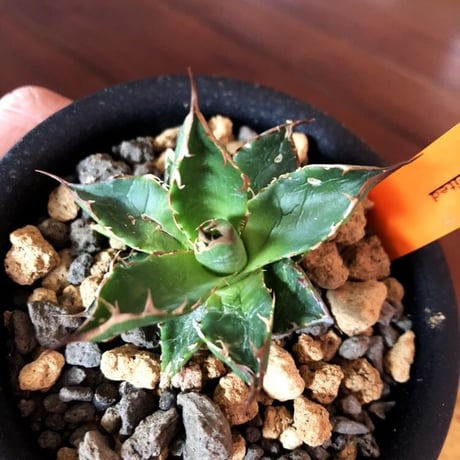 agave    ドワーフィー