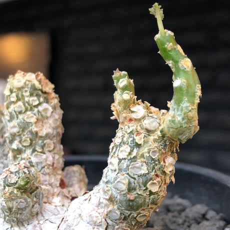 dorstenia  horwoodii《LL size》※現地球株発根済※古き良き味深い極白肌&低重心ぷっくり株元も堪らない渾身の一株‼︎※black bowl pot植え