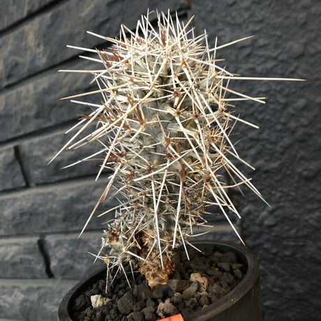 didierea  madagascariensis《M size》Ｗ-he'd株（二分頭）※激希少株※シルバーの棘に覆われたイカした奴　※mad  black  pot植え