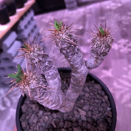 euphorbia  guillauminiana《S size》※現地球発根済株※小振りでも現地球株らしい表皮質のwildさ＆美しさの二面性持つ一株※mad black bowl pot植え