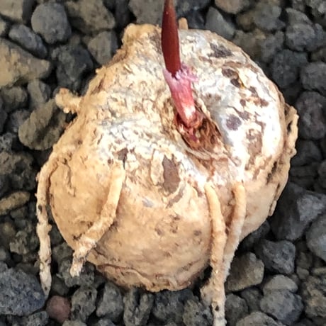 eriospermum cooperi《L size》驚愕‼︎冬型激希少種大株※現地球株発根済※年代物且つ未だに球体感強き大株であり美しい葉も魅力な一株※black bowl pot植え