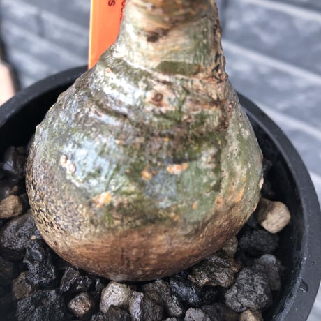 pachypodium gracilius《小さめM size》まん丸球体&一部green肌※現地球発根後店主国内管理1年株※大変球体感強くまん丸で愛くるしい一株※mad black pot植え