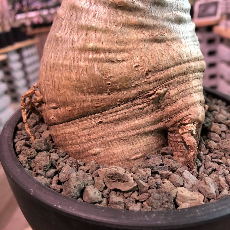 packypodium saundersii（M size）※現地球発根済株※可愛すぎる
