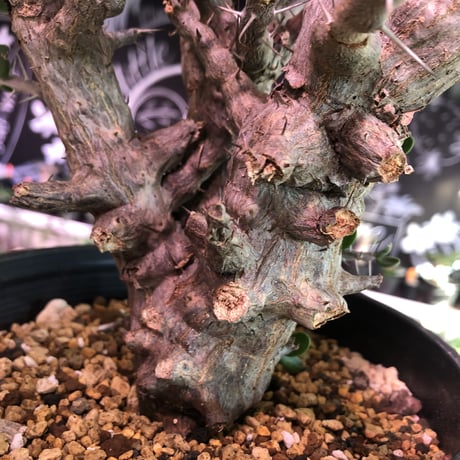 alluaudia    comosa《L size》※現地球発根済み株‼︎※大変カッコ良い希少幹幅コモサ‼︎ ※店主管理国内2年株‼︎　※希少株‼︎