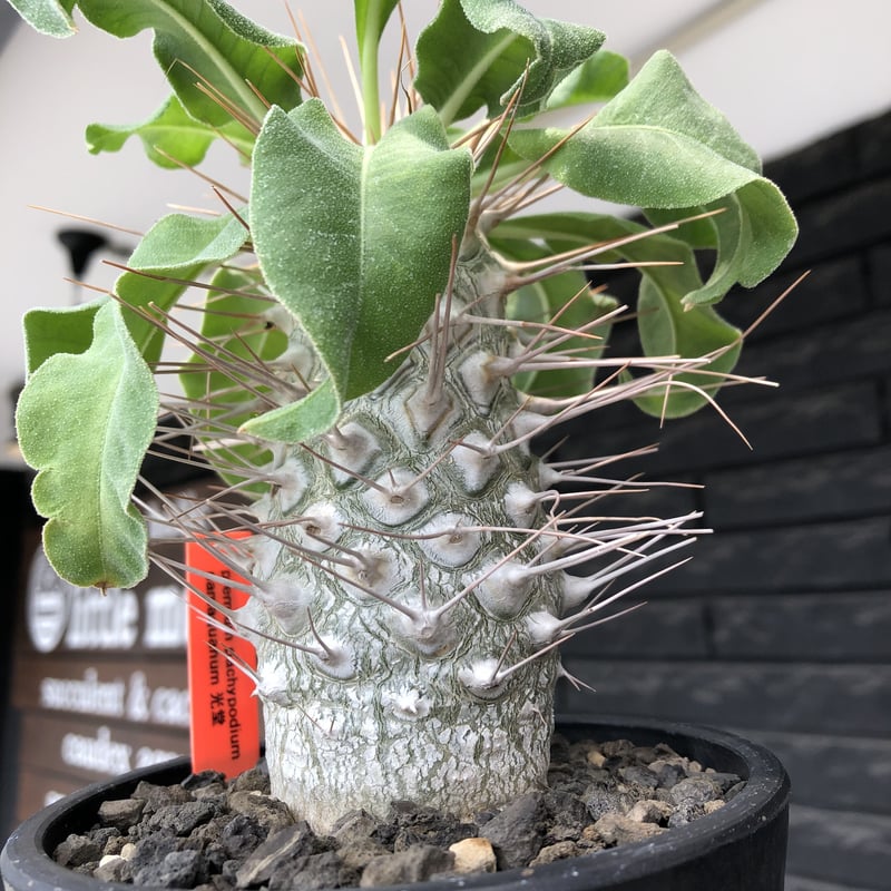 pachypodium namaquanum 光堂《大きめL size》littmon see