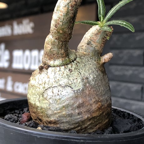 pachypodium gracilius《S size》極green肌&ぼってり樹形※現地球発根後店主国内管理2年株※丸み強く絶妙な捻くれ枝振りも愛くるしい一株※mad black pot植え