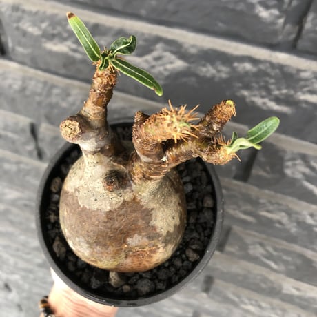 pachypodium  gracilius《M size》ぼってり株※現地球発根済株※店主国内管理3年株※ぼってり樹形且つ特化した柄を持つ良きサイズ感※mad black pot植え