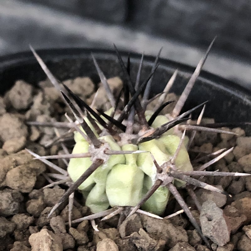 copiapoa cinerea 黒王丸《S size》希少強刺type※現地球カキ仔自 copiapoa cinerea 黒王丸《S size》希少強刺type※現地球カキ仔自