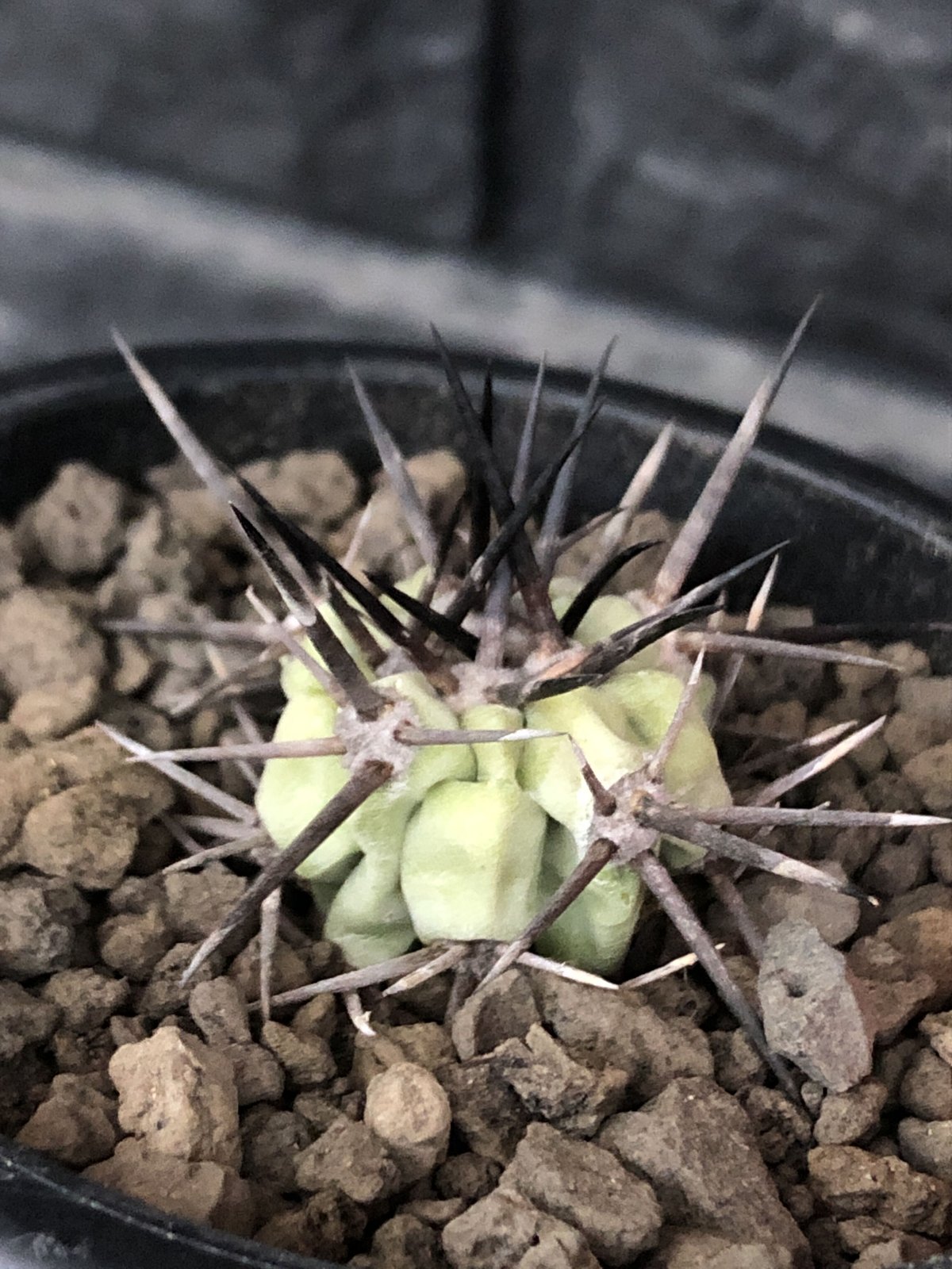 白肌　黒王丸　長刺　自根 copiapoa cinerea 長刺白棘黒王丸《小さめM size》激希少