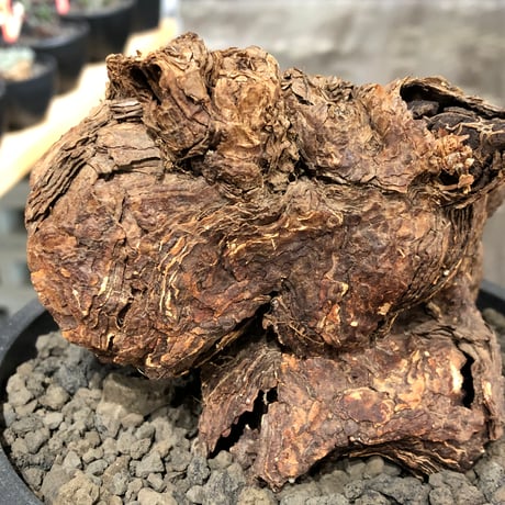 pelargonium  triste《XL size》※現地球株発根済※とびきり巨岩のトリステ‼︎更に丸みも強く伸びておらず良樹形な一株‼︎※black bowl pot植え
