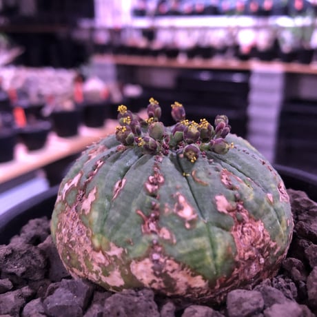 euphorbia  obesa《大きめM  size》※現地球発根済株※ちょうど良きサイズ感&一部木質化した味深きwildオベサ※mad black bowl pot植え