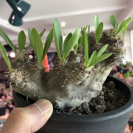 packypodium brevicalyx《M size》※発根済み株  店主オススメ株‼︎   mad  black  pot植え