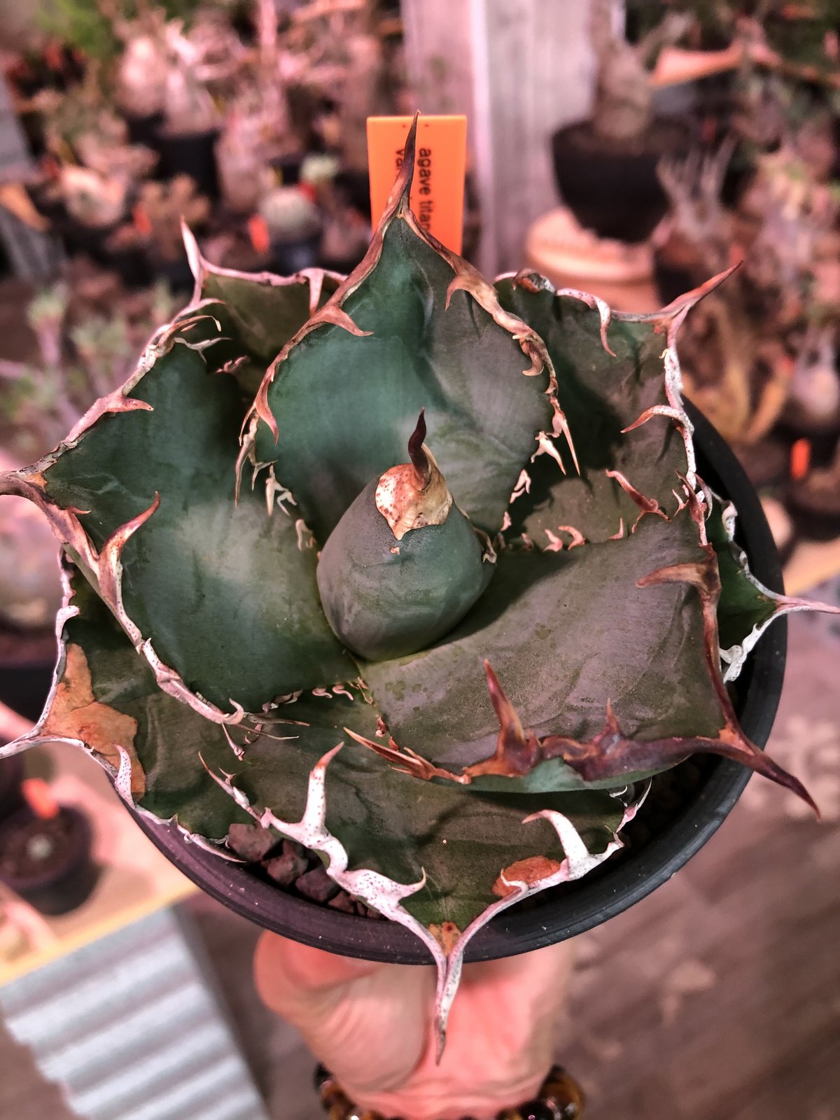 agave titanota 白鯨《M size》※現地球発根済株※最高の鋸歯に幅広肉厚葉...