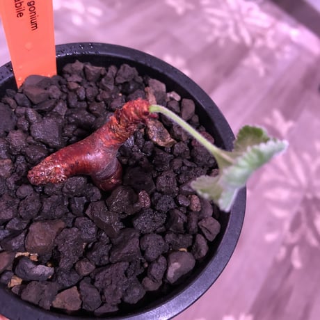 pelargonium  mirabile《S size》※現地球発根済株※今後輸入が厳しいミラビレ🌱誰もが愛おしく堪らないと感じる冬型の人気者※mad black pot植え