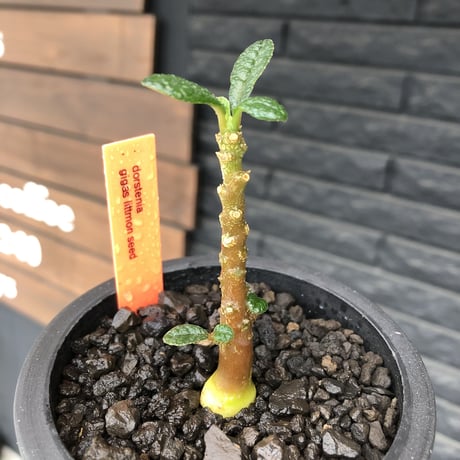希少‼︎ dorstenia   gigas《大きめS size》littmon  seed🌱（実生株）※今季成長&枝振りに期待できる将来有望人気者ギガス※mad black pot植え