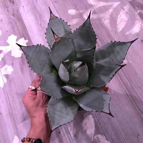 agave    parryi（L  size）インスタグラム掲載株‼︎