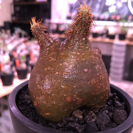 packypodium  gracilius《大きめS size》驚愕ぼってり樹形※現地球発根済株※店主国内管理2年株※短枝で堪らないほど低重心‼︎とびきりぼってり樹形※mad black pot植え