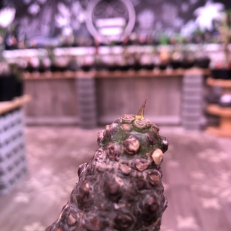 euphorbia   pachypodioides《M size 》ぼってり樹形で堪らないほど愛くるしい1株‼︎※mad black pot植え‼︎