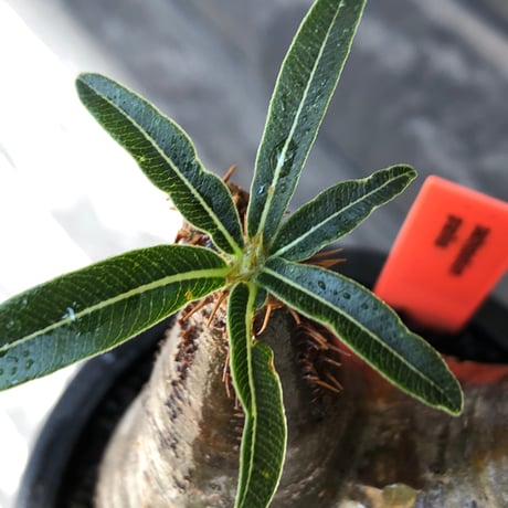 pachypodium gracilius《小さめM size》現地焼け肌※現地球発根後店主国内管理3年株※岩肌に当たり育ったエグれ傷を持つwildな出立ちが堪らない※mad black pot植え