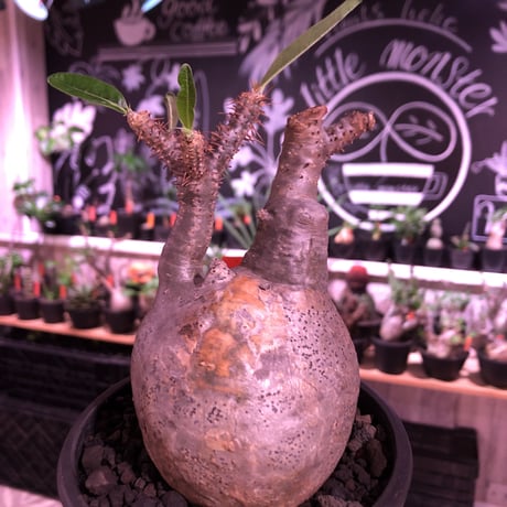 packypodium  gracilius《大きめM size》※現地球発根済株※希少二頭枝の現地焼けぼってりグラキ‼︎良きバランスな選抜株※mad black pot植え