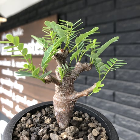 senna  meridionalis《 M size》※現地球発根後店主国内管理3年株※大変幹の色が濃く特化した肌質のセンナ‼︎強剪定繰り返した上品仕立て‼︎※mad black pot植え