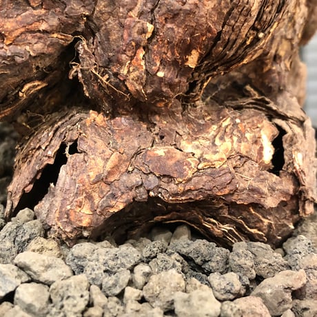 pelargonium  triste《XL size》※現地球株発根済※とびきり巨岩のトリステ‼︎更に丸みも強く伸びておらず良樹形な一株‼︎※black bowl pot植え