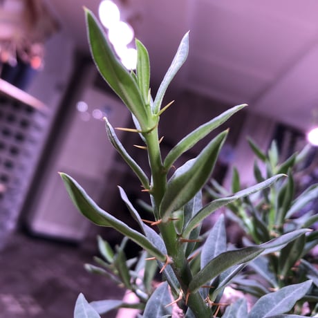 packypodium   bispinosum《M  size》