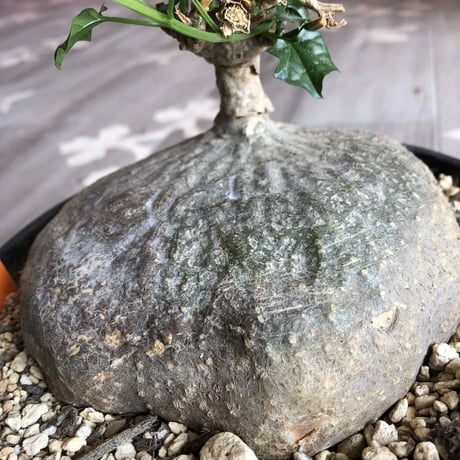 gerrardanthus   macrorhizus（L size）
