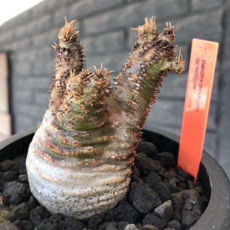pachypodium gracilius《S size》2色混在カラー肌※現地球発根後店主国内管理1年株※weight低く枝振りも良き赤肌グラキ※mad black pot植え