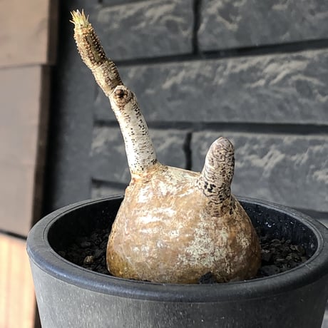 pachypodium gracilius《S size》希少‼︎yellow肌＆球体株※現地球発根後店主国内管理2年株※360度まん丸球体樹形の堪らなくかわいい一株※mad black pot植え
