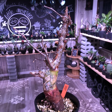 commiphora   orbicularis《 M  size》発根済み株！剪定済み‼︎※balance良きコミフォラ希少種‼︎赤肌オルビクラリス‼︎※激オススメ株‼︎※限定2株‼︎